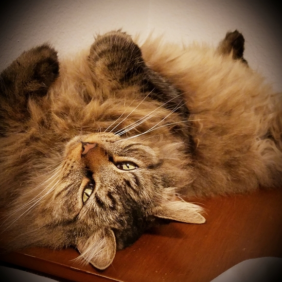 Meet your Posher, Darlene - Picture 2 of 2